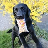 Popcorn pre psy a mačky