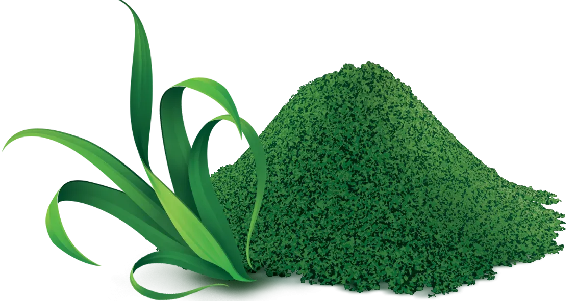 Spirulina | Raw Diet Line