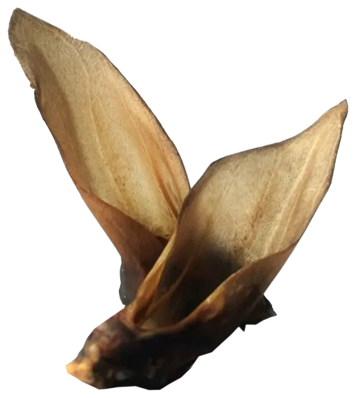 Jelenie sušené ucho