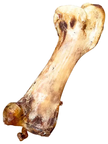 Sušená pštrosia stehenná kosť